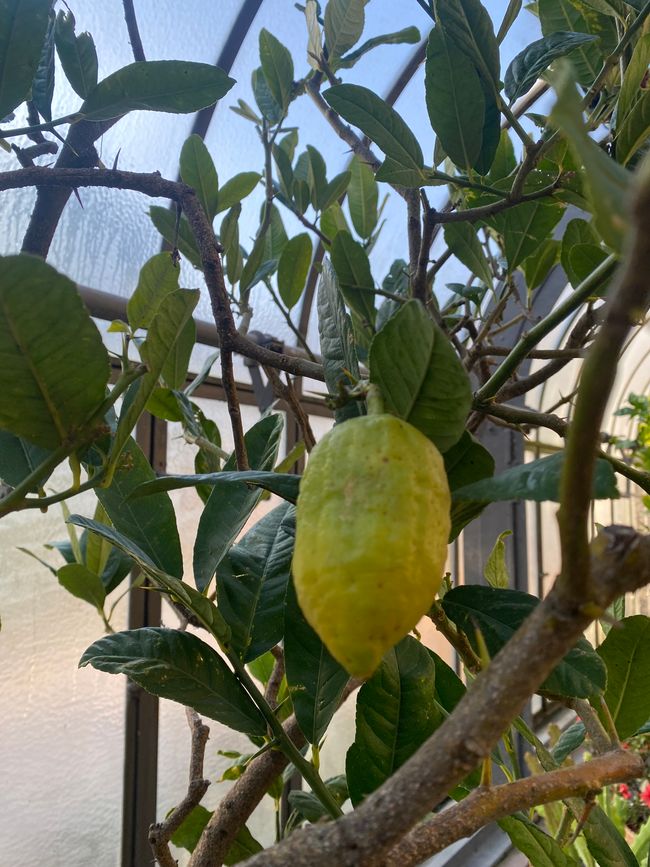 und Früchte trägt, 