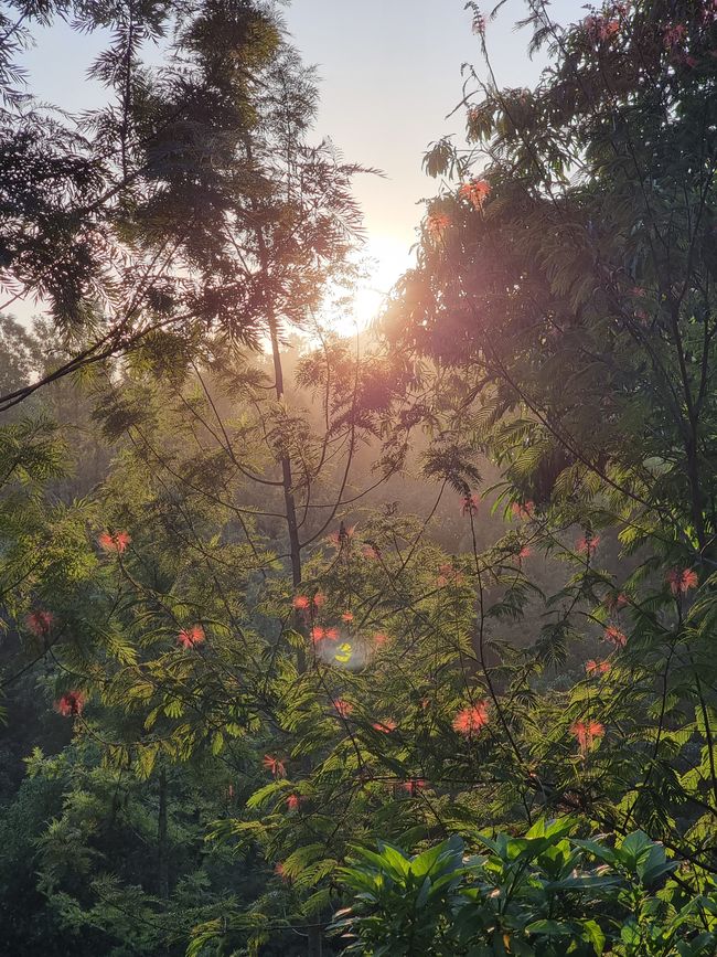 Tansania - Tag 8: Eco Banana Farm