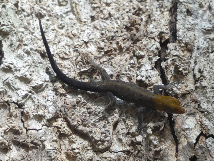 Gecko im Curu Reservat