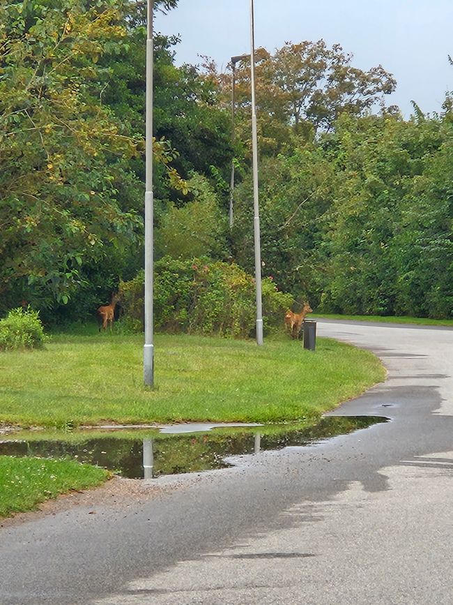 Bambi und Feline waren auch da