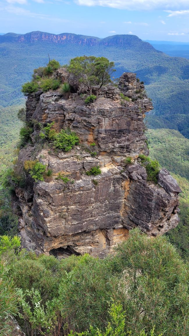 Blue Mountains – Eukalyptusbäume locken nicht nur Koalas an