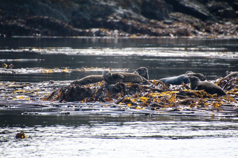 Seasmoke Whale Watching Tour