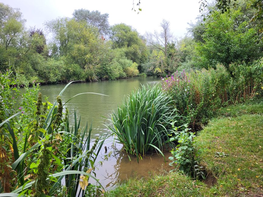 Thames - Abingdon