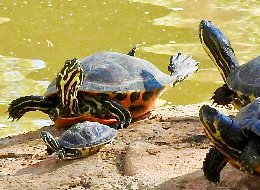 Eine Schildkröte zeigt ihrem Nachwuchs in einer Trockenübung, was ein Bauchplatscher  ist.