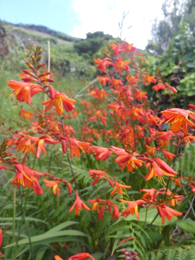 2025-07-22 Flores