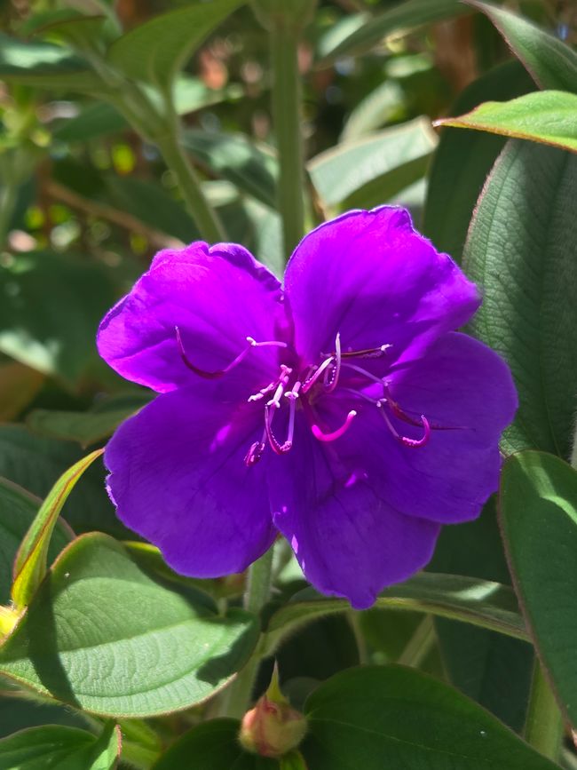 Tolle Blume