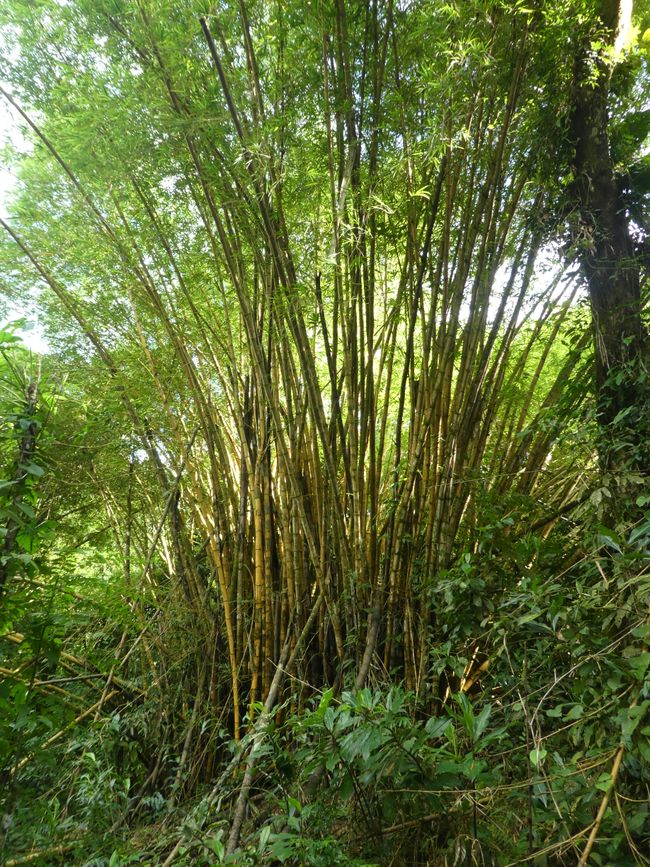 Bamboo - Manuel Antonio National Park