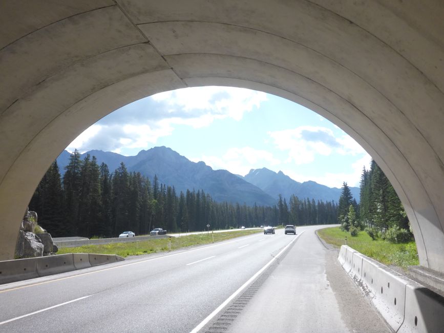 2025-06-30 Bow Parkway verso Banff