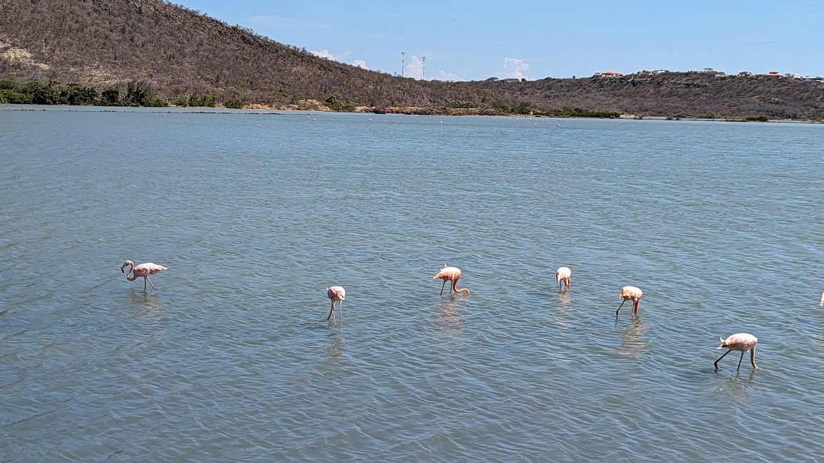 Tag 4 - Flamingos & Schnorcheln am Kokomo Beach