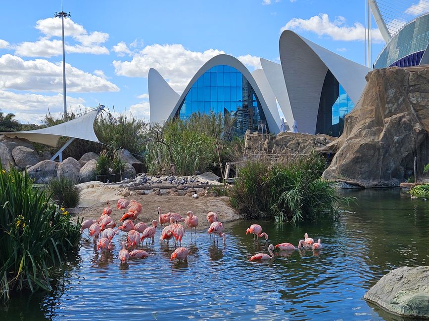 2025 - Aprile - Valencia - Oceanogràfic