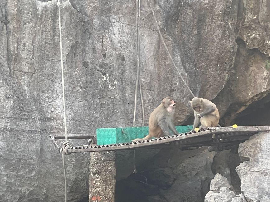 Tag 3 - Hanoi: Glitzereinhörner, Affen und die Kunst der Perlenzucht