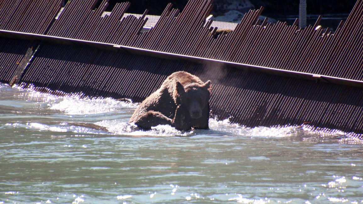 Day 27: Bear Show & Fantastic Mountain Worlds - back to Yukon/Canada