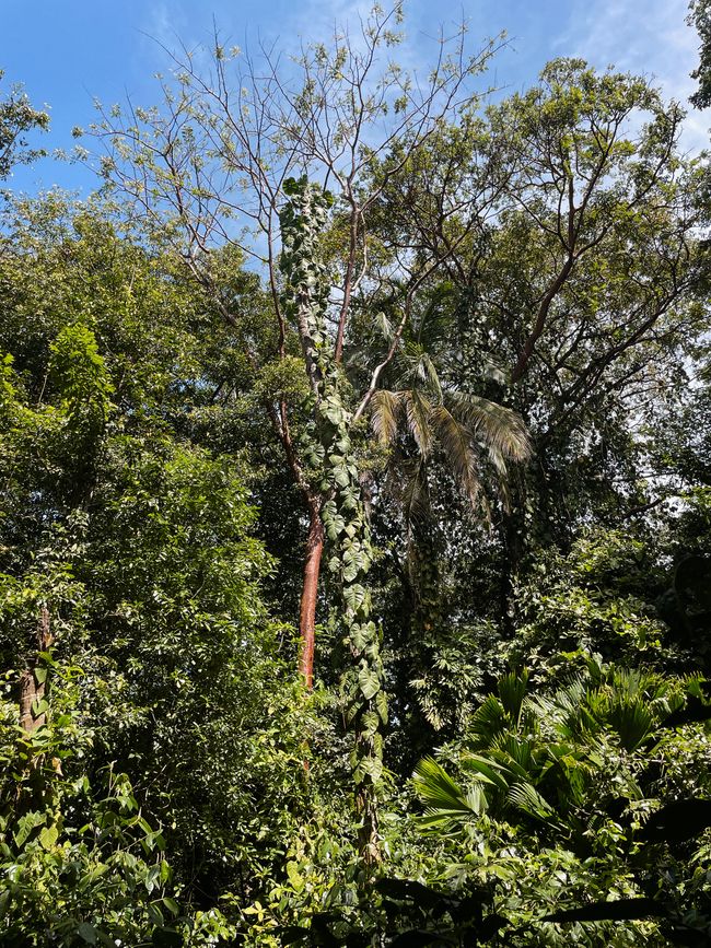 Puerto Viejo de Talamanca 🦥