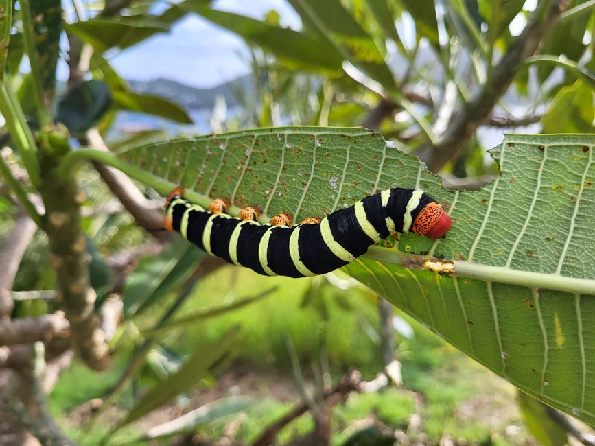 Caterpillar at the Fort