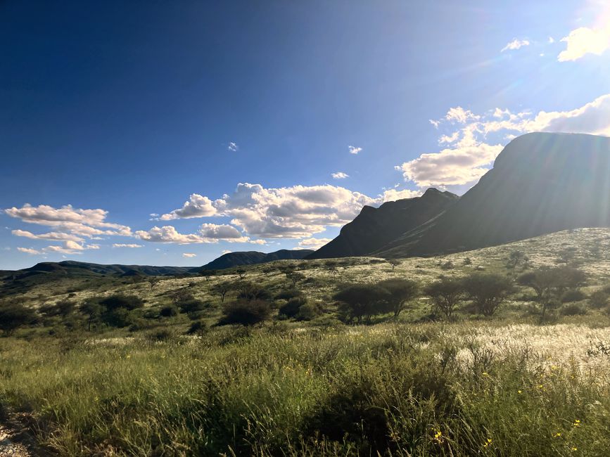 Caminatas con cebras de montaña