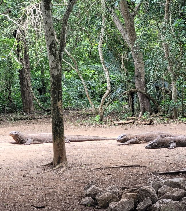 Day 110 of 175: Cruise around the world - Komodo/Indonesia