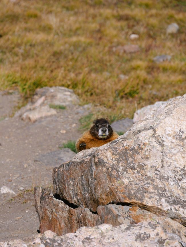 Rocky Mountains- Nanu wer guckt denn da hervor? Ist das etwa ein Murmeltier?