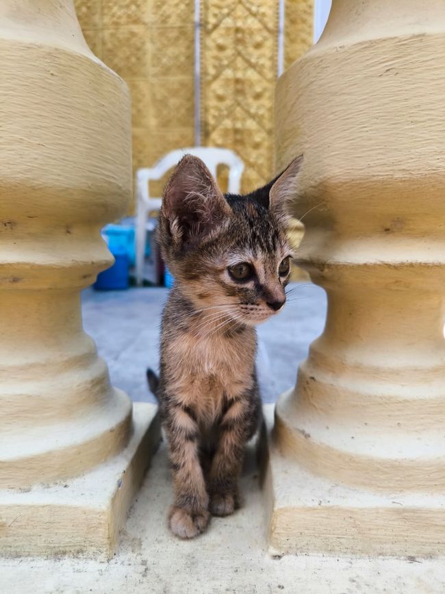 Dünnes Katzenbaby vor dem Tempel. 