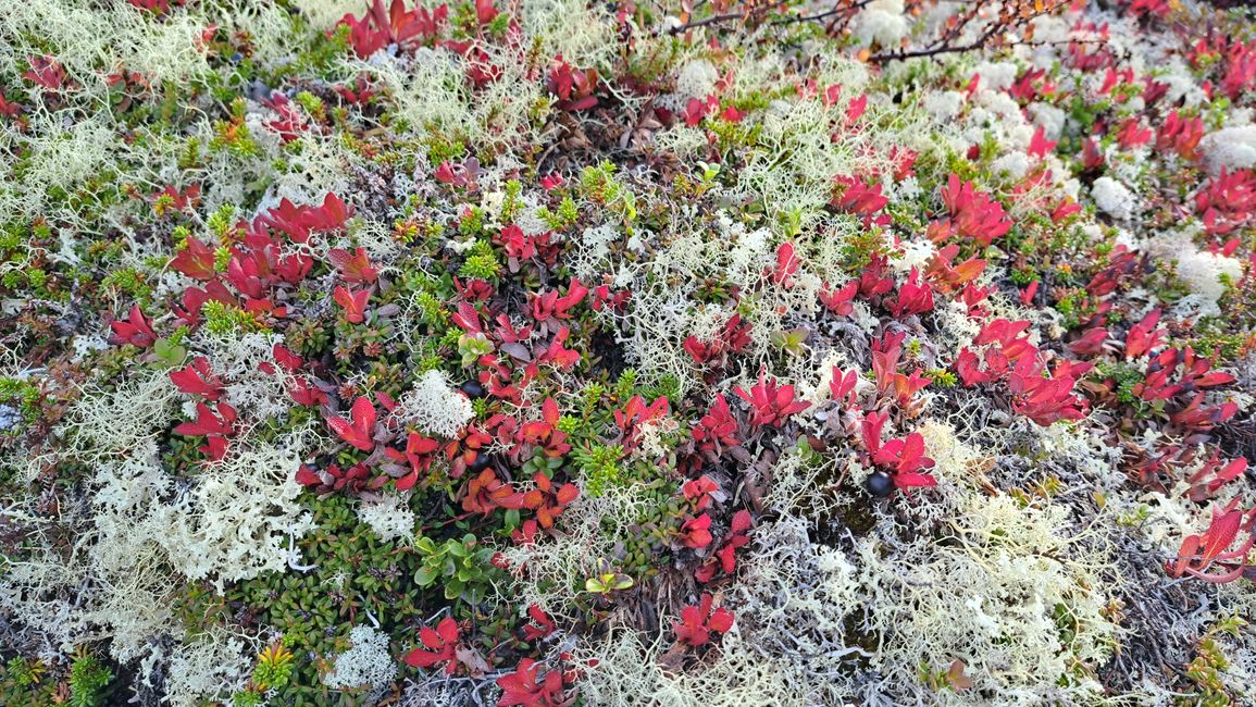 Flora