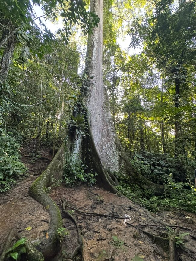 Parque National de Manu