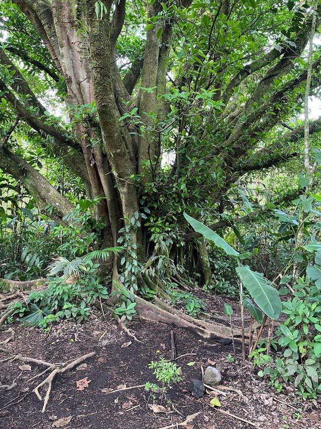All'uscita dell'Arenal e nel giardino delle erbe