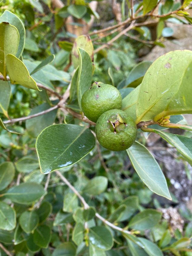 Guaven - leider noch unreif