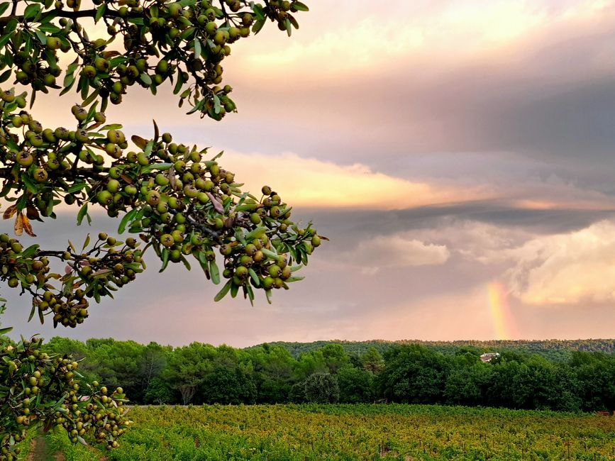 Leafy pear