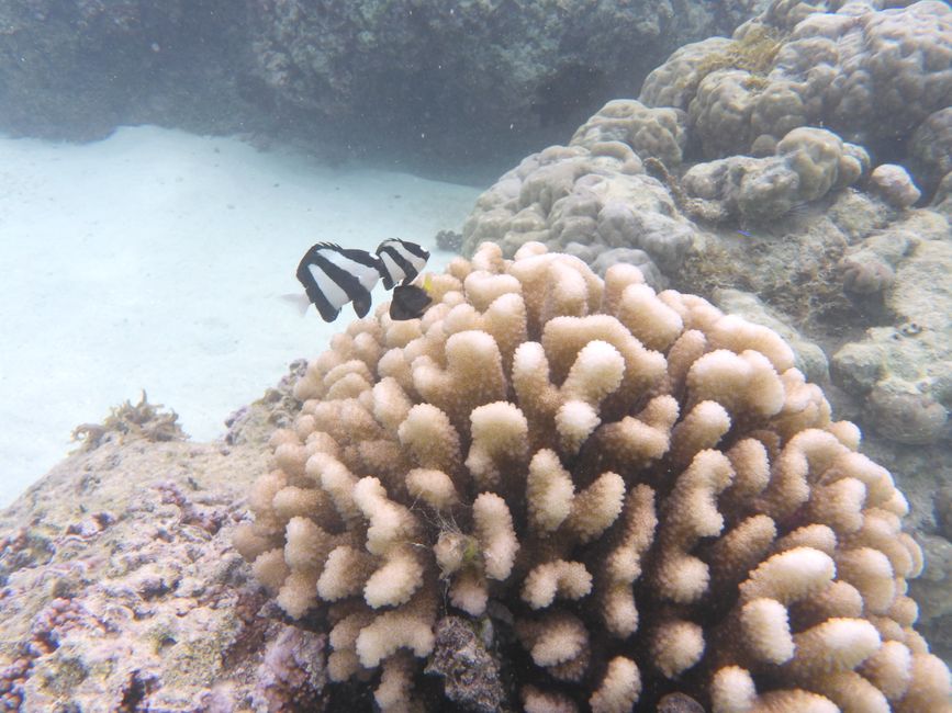 2025-04-23 Tahiti und Huahine