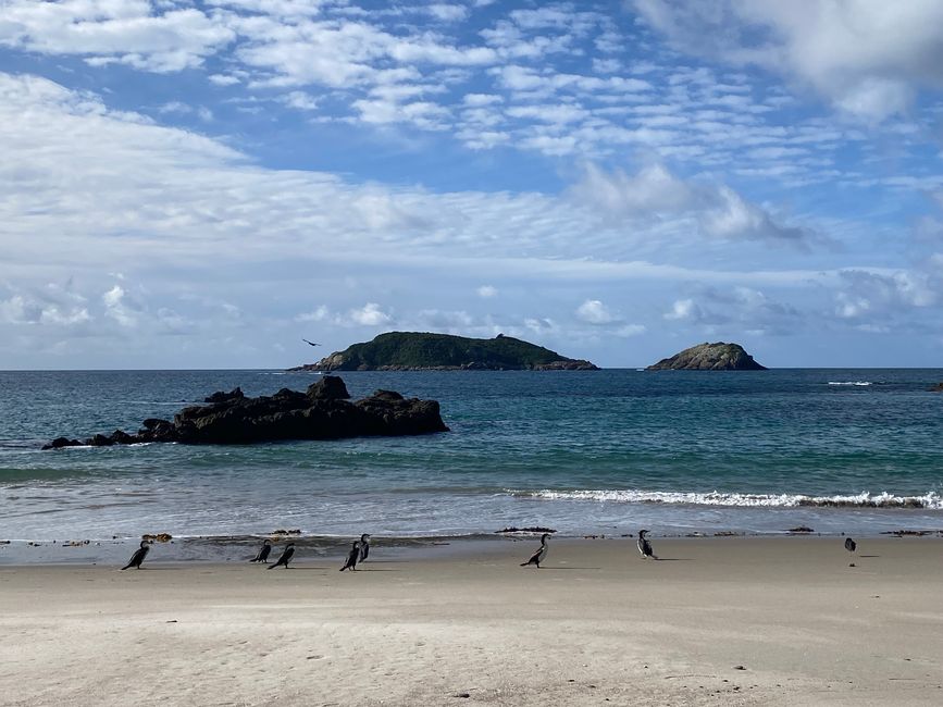 De whangarei à auckland