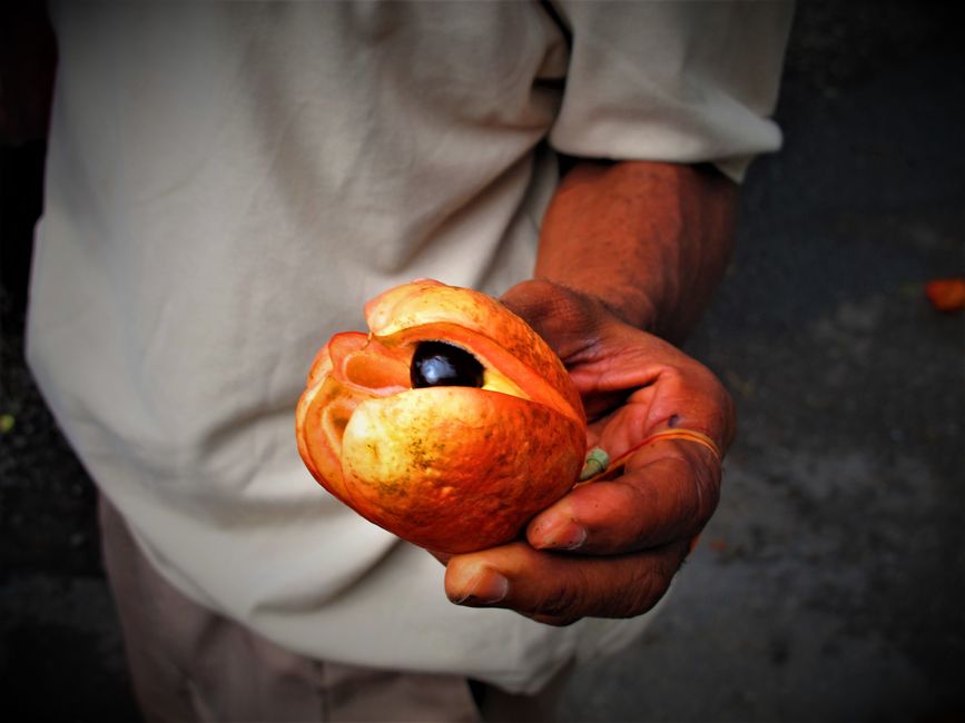 El Ackee, fruta nacional de Jamaica.