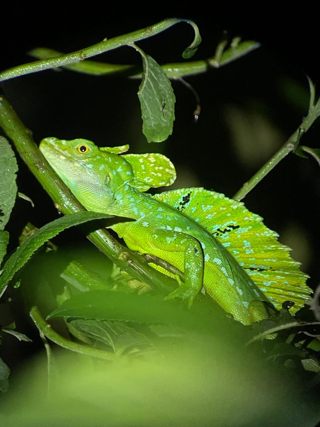 gefiederter Basilisk