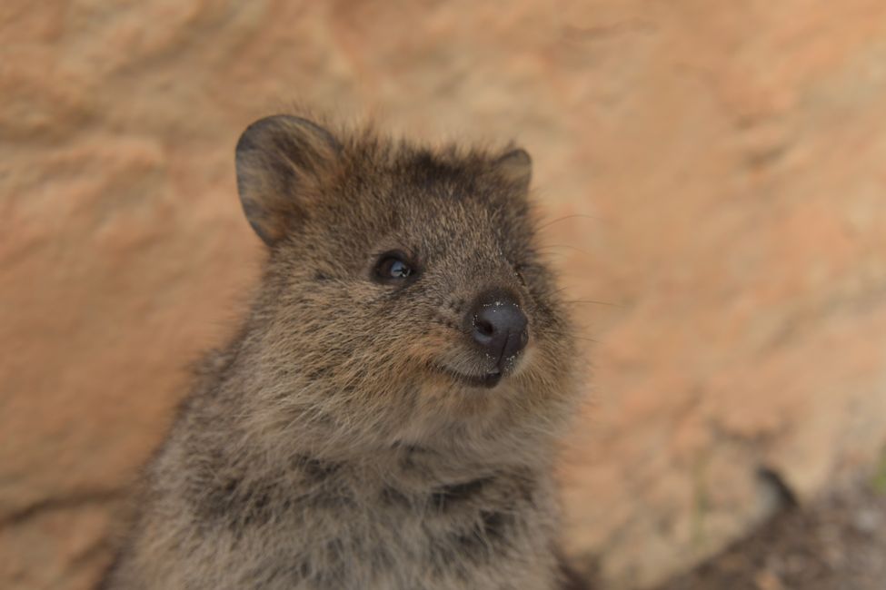 Rottnest Island - Quokka / Quokka