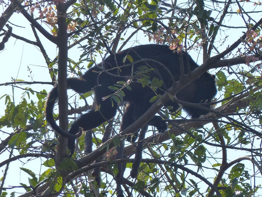 Brasil Pantanal crucero fluvial