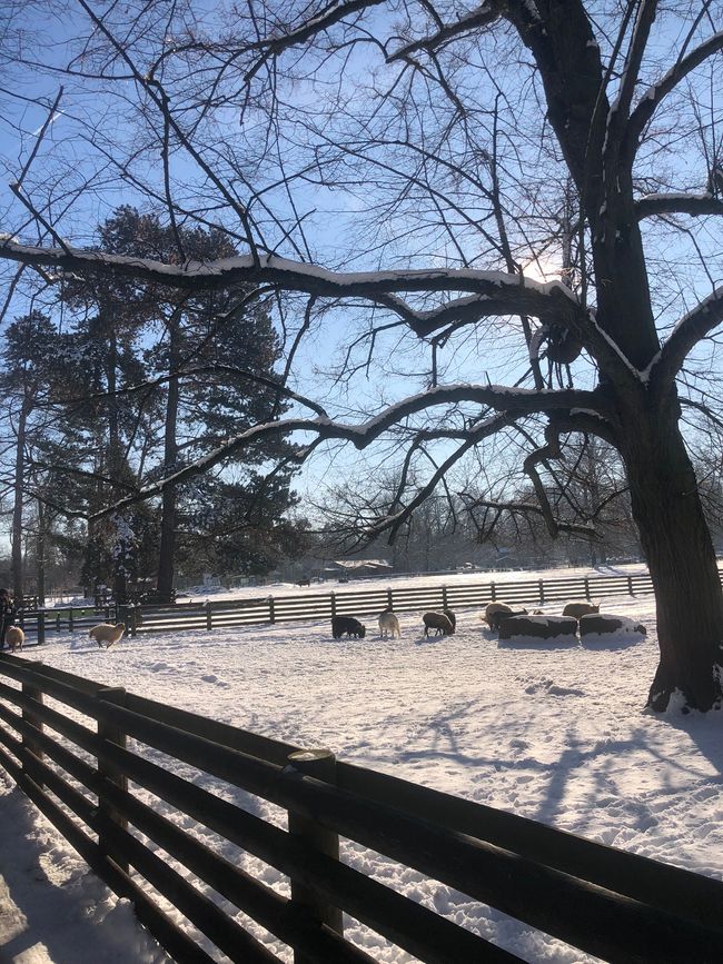 Tierpark im Schnee 