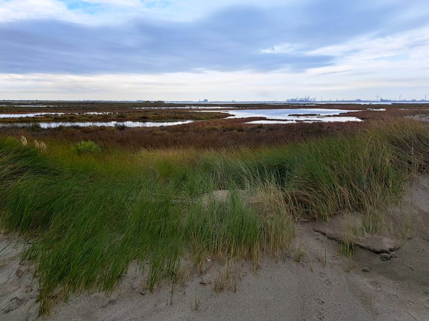 Camargue