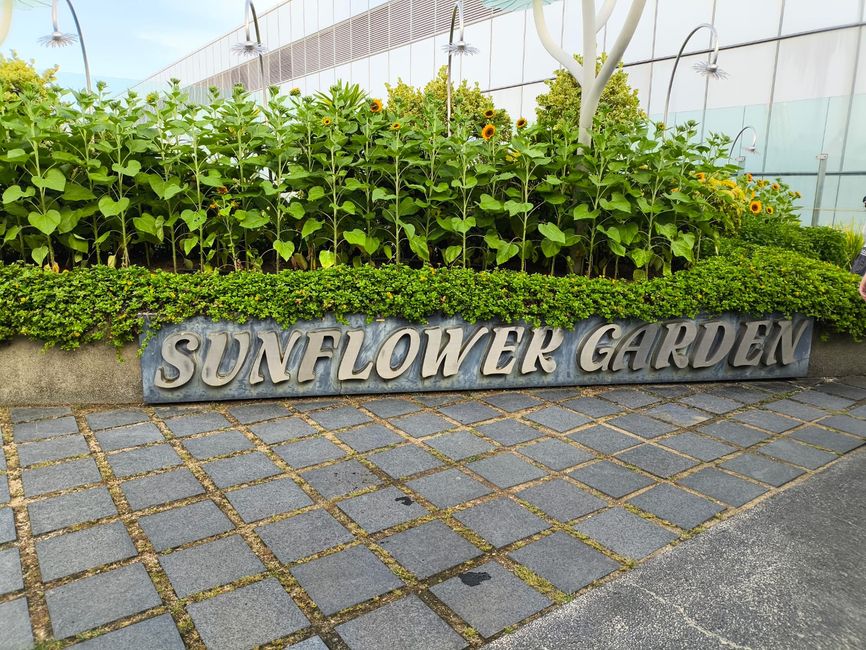 Sunflower Garden
