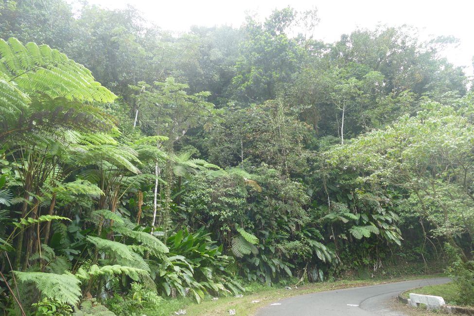 Martinique, unser Dschungelhäuschen und einmal quer über die Insel