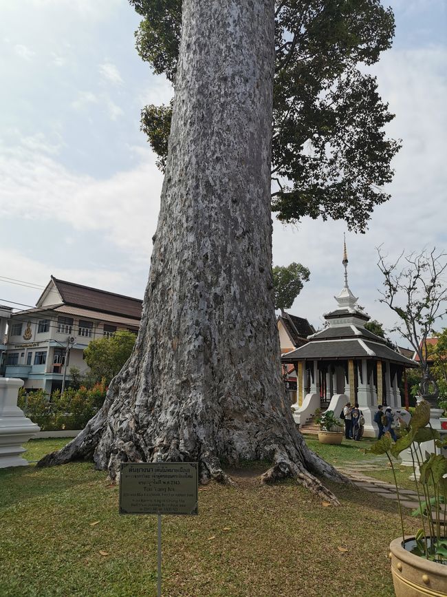 ... ein über 200 Jahre alter Baum ...