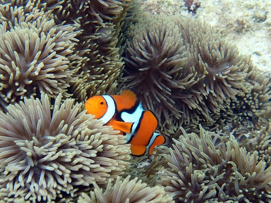 Great Barrier Reef