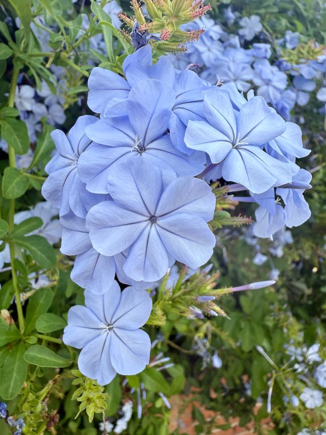 Eine Flocks-Art mit einer wunderschönen Farbe.