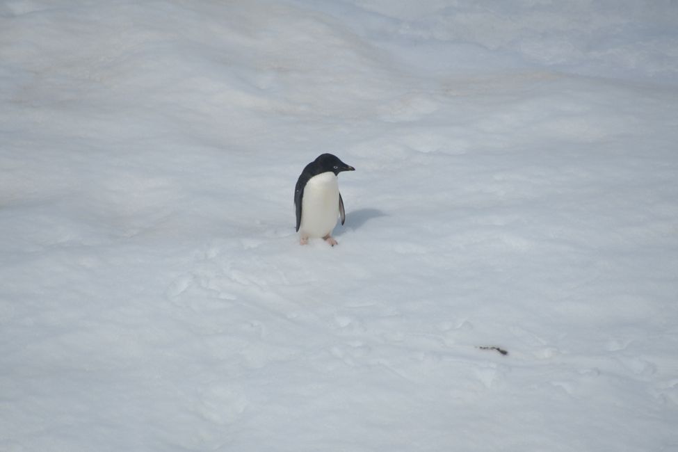 Manchot Adélie / Adelie penguin