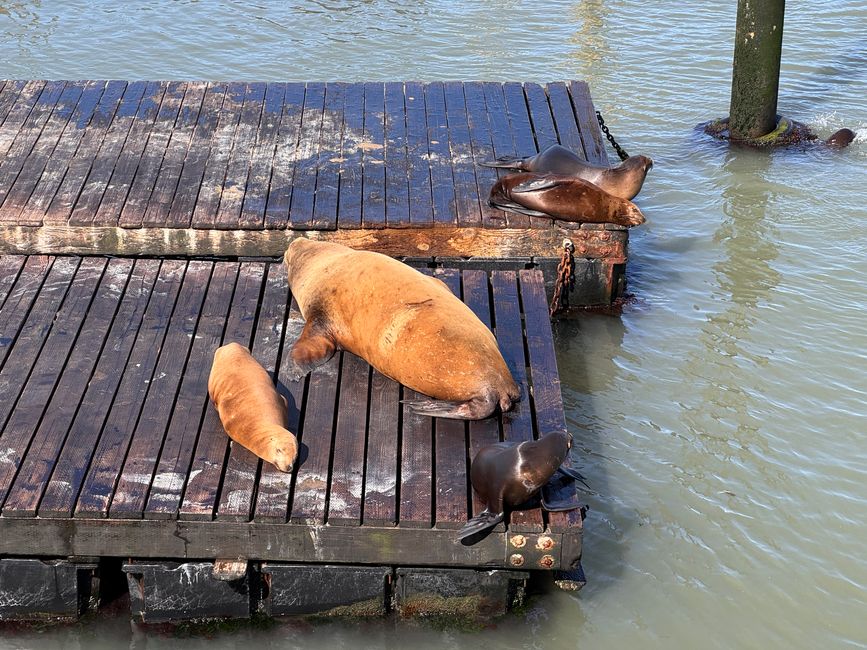Tiere auf der Rundreise
