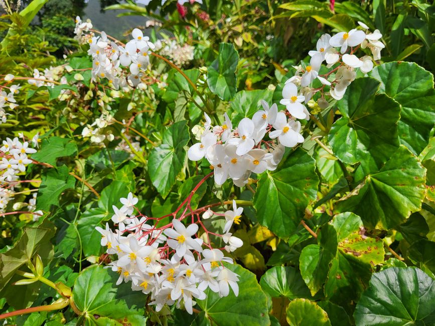 Montreal Garden