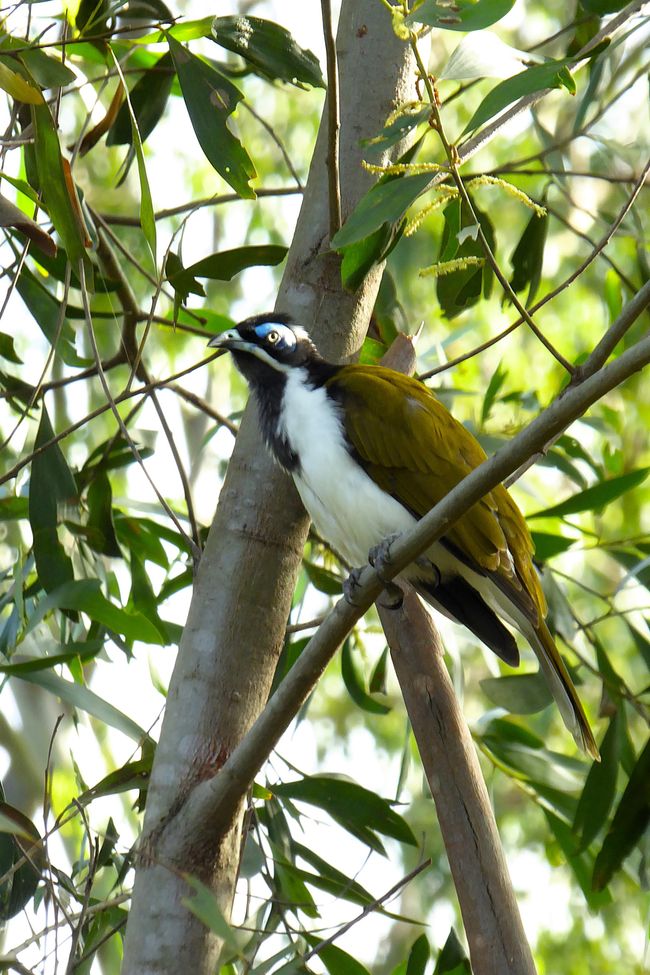 Blue Faced Honeyeater oder auf gut deutsch Blauohr-Honigfresser