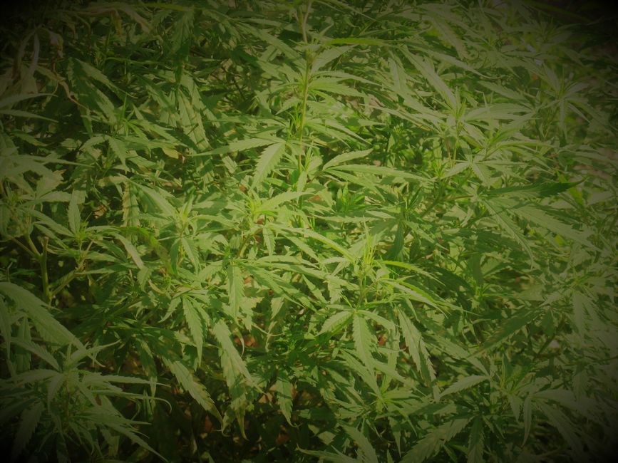 Cannabis
