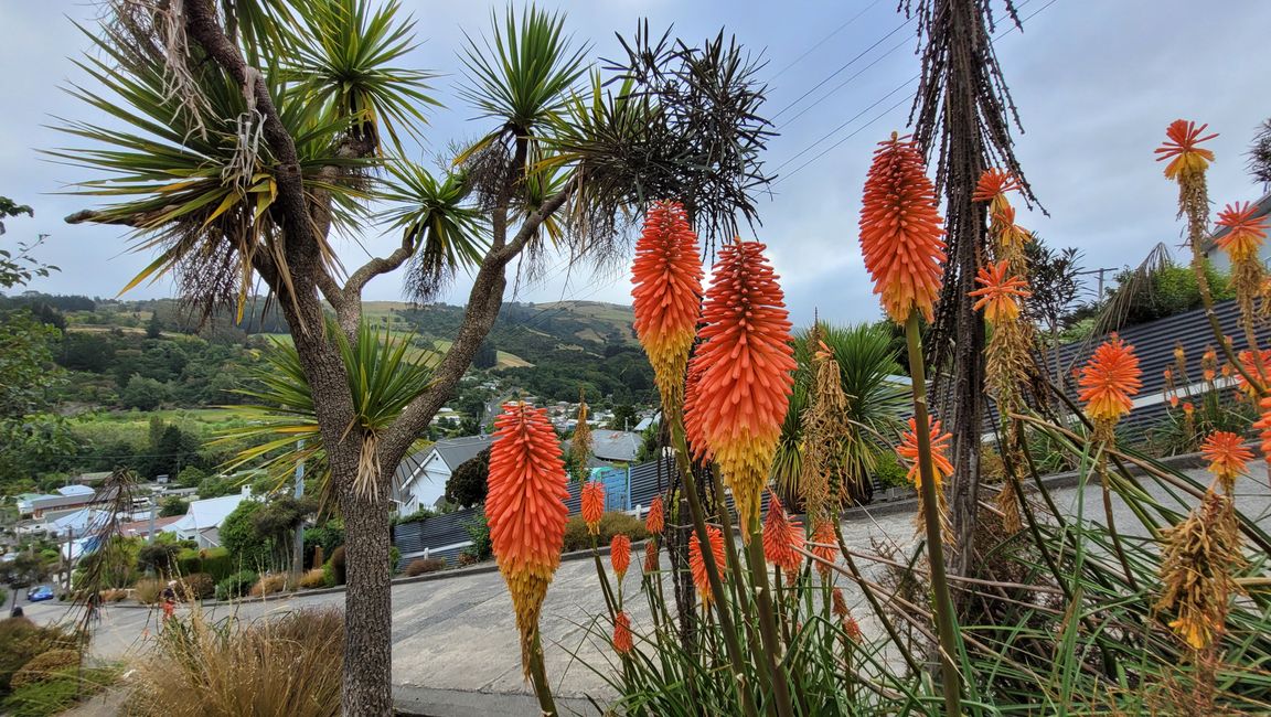 29.Januar -27.Februar 2025 Neuseeland
7.Februar
