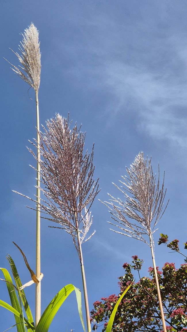 Zuckerrohr - Blüte