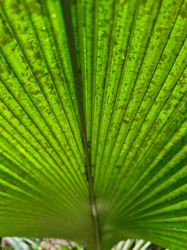 Ab in den Botanischen Garten
