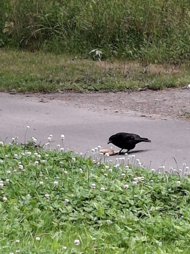 Einen weiteren Freund auf dem Weg begegnet