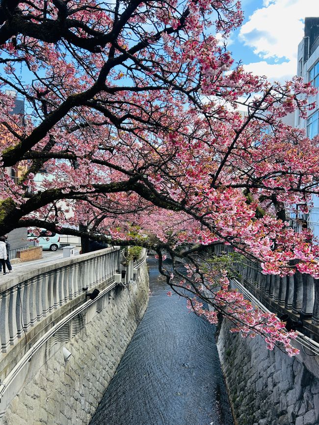 Kirschblüten in Japan - Tag 12-13 